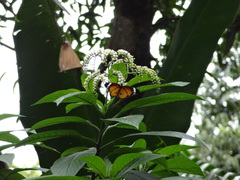 Tournefortia acuminata