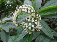 Tournefortia acuminata