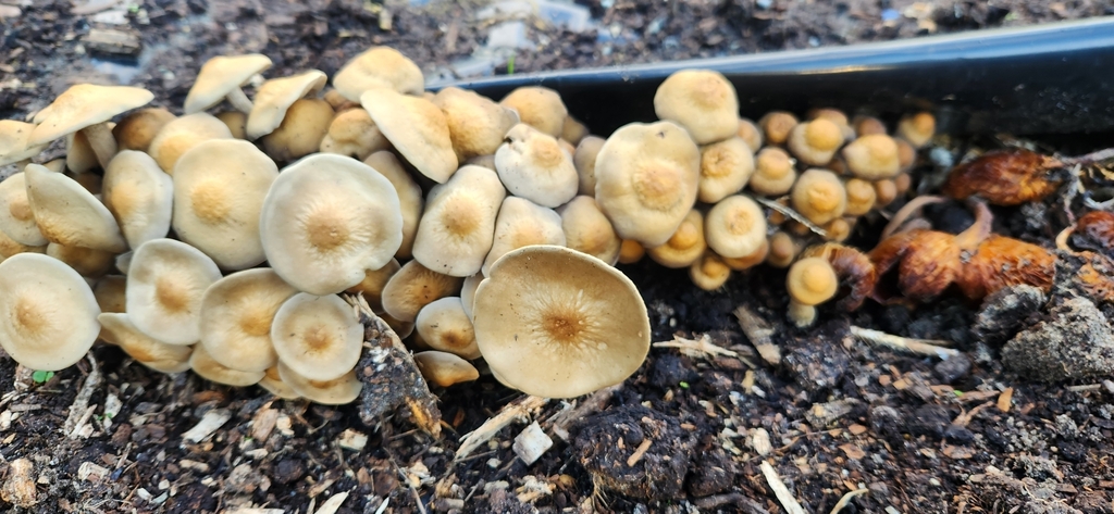 Agrocybe putaminum · April 2025 · photo: © sam-speight (iNaturalist, cc-by-sa)