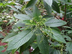 Tournefortia acuminata
