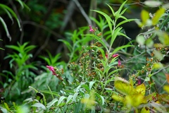 Salvia pentstemonoides