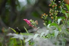 Salvia pentstemonoides