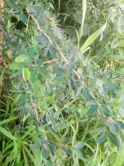 Pithecellobium dulce