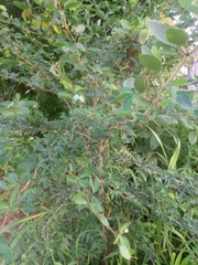 Pithecellobium dulce