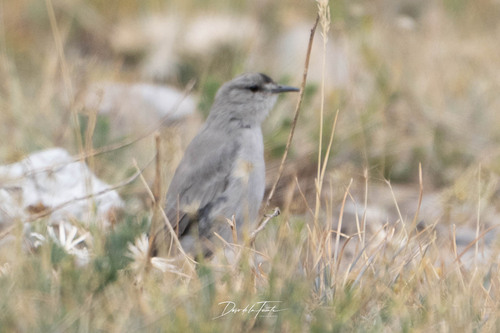 Black-fronted Ground Tyrant (Muscisaxicola frontalis)