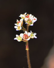 Micranthes aprica