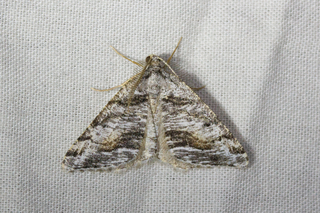 Macaria colata