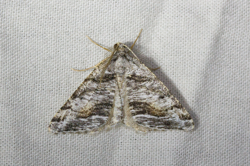 Macaria colata
