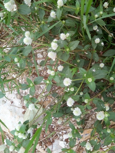 Gomphrena celosioides image