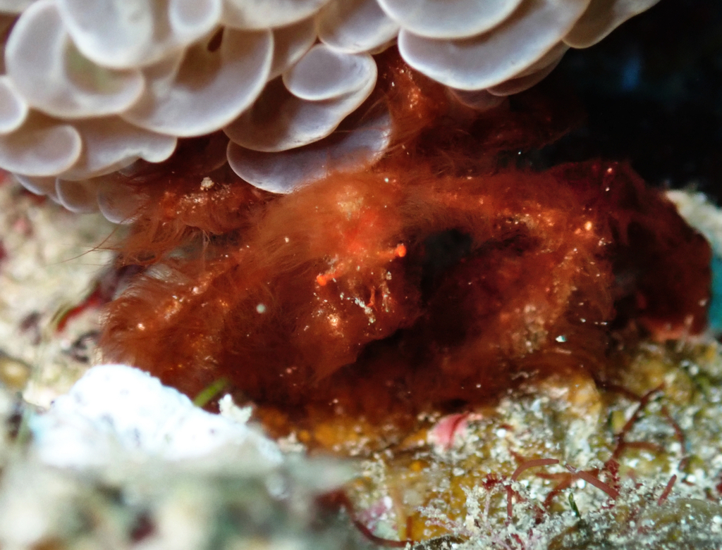 Photo of Orangutan crab (Achaeus japonicus)