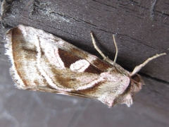 Eucarta virgo