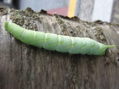 Marumba gaschkewitschii