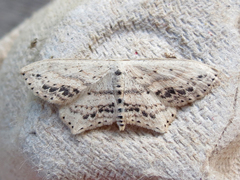 Scopula cacuminaria