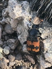 Nicrophorus marginatus