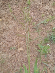 Urochloa lata