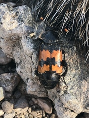 Nicrophorus marginatus