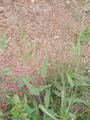 Urochloa lata