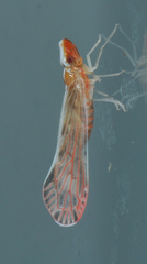 Shellenius schellenbergii