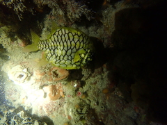 Cleidopus gloriamaris