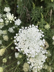 Daucus carota