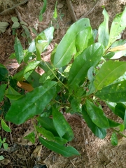 Diospyros mespiliformis