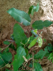 Diospyros mespiliformis