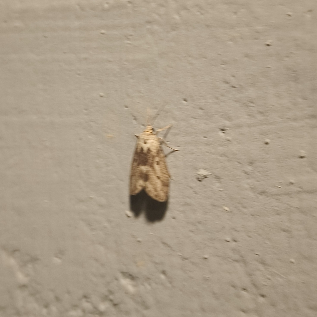 Exilisia ngai