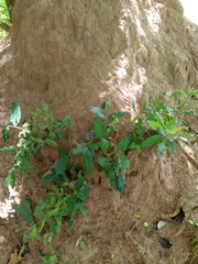Diospyros mespiliformis