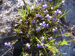 Viola decumbens