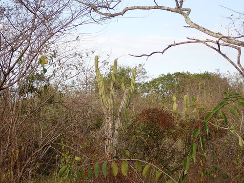 Foto de Mandacaru