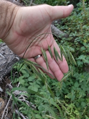 Bromus anomalus