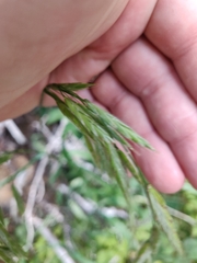 Bromus anomalus