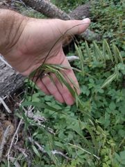 Bromus anomalus