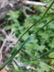 Bromus anomalus