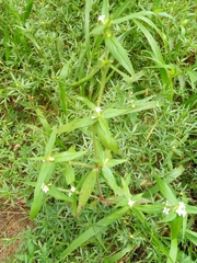 Spermacoce stachydea