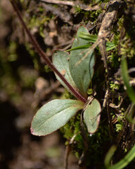 Micranthes aprica