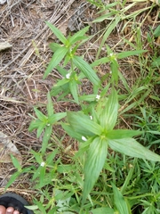 Spermacoce stachydea