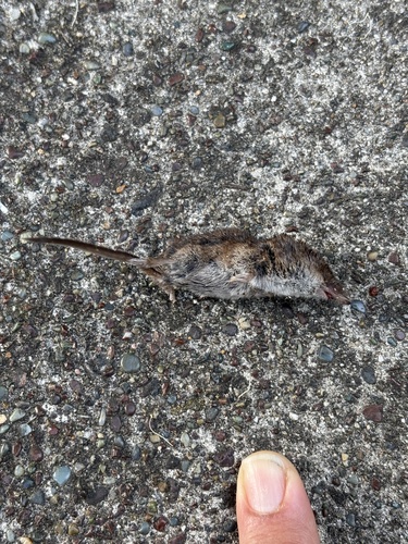 Vagrant Shrew