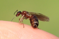 Formica pacifica
