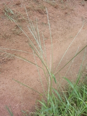 Digitaria horizontalis