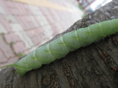Marumba gaschkewitschii