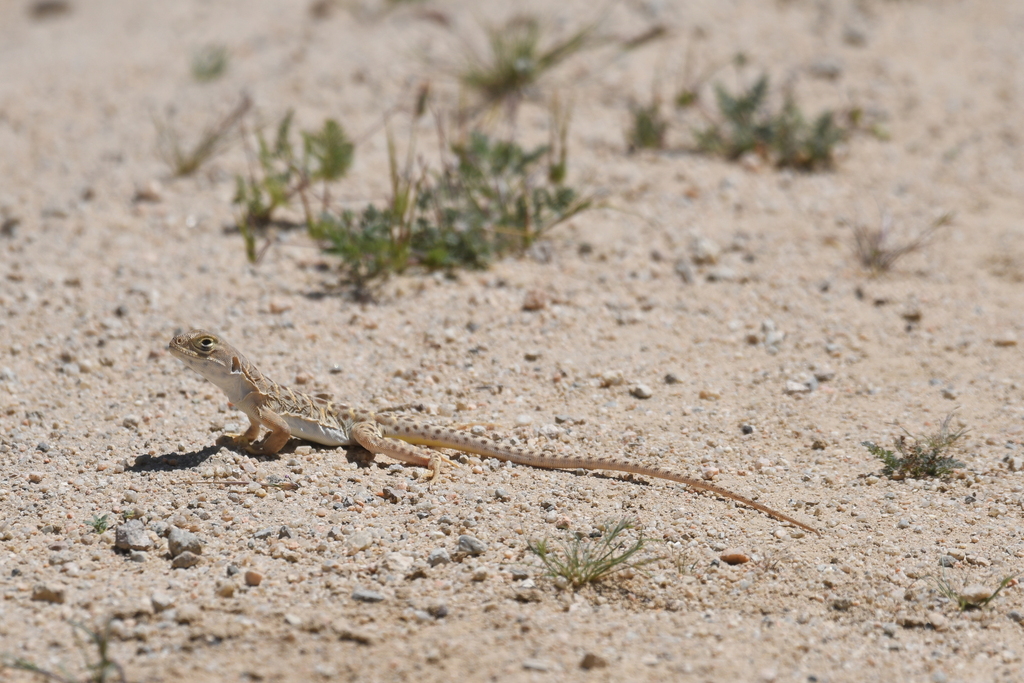 April Lizard Blunt-nosed Leopard Lizard in April 2025 by Max Roberts. 3 individuals ...