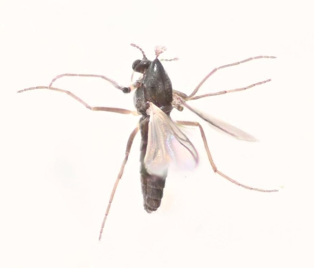Limnophyes viribus