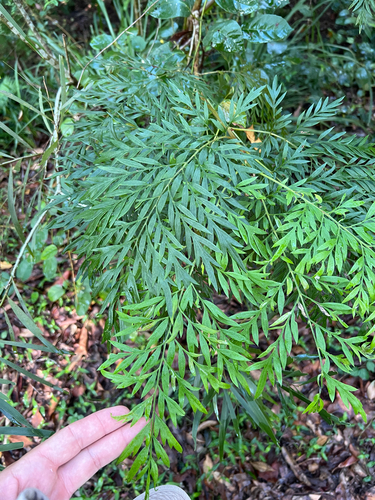 Grevillea robusta