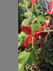 Passiflora incarnata