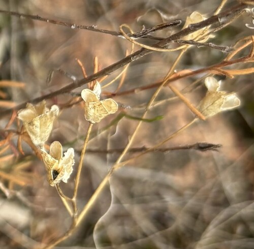 Foto de Chamaescilla corymbosa