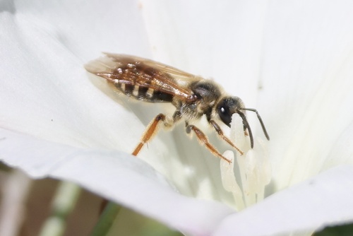 Lasioglossum mellipes