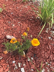 Tagetes erecta