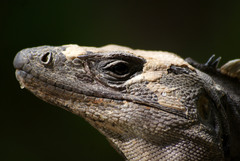 Ctenosaura similis