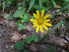 Doronicum